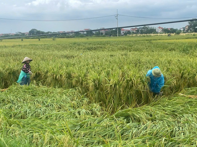 Xã Tiến Thịnh huy động nhân lực khắc phục hậu quả sau cơn bão Yagi- Ảnh 2.