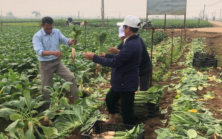 Thăm ruộng rau hộ ông Hoàng Văn Hải Thăm ruộng rau hộ ông Hoàng Văn Hải