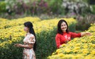 'Thủ phủ' hoa Mê Linh rực rỡ khoe sắc trước thềm Festival hoa lần đầu tiên
