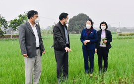 Chủ tịch Hội Nông dân Thành phố Hà Nội Phạm Hải Hoa thăm quan mô hình trồng rau gia vị tại xã Tiến Thắng, huyện Mê Linh