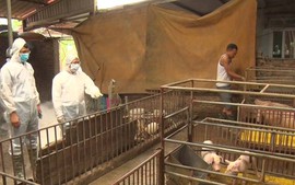 Đồng chí Hoàng Anh Tuấn - Ủy viên BTV Huyện ủy, Phó Chủ tịch UBND huyện chỉ đạo công tác phòng chống dịch bệnh tả lợn Châu Phi tại xã Văn Khê