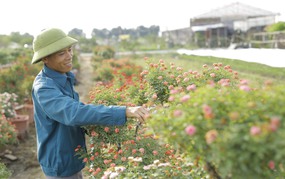 Chàng thanh niên làm giàu trên vùng đất bãi