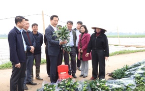 Giám đốc Sở Nông nghiệp và Môi trường Thành phố Nguyễn Xuân Đại thăm sản xuất nông nghiệp tại huyện Mê Linh