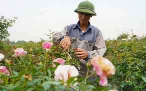 Người dân vùng trồng hoa Mê Linh tất bật vào vụ Tết Nguyên đán