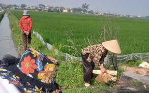 Hội Nông dân xã Liên Mạc tổ chức thu gom bao bì thuốc bảo vệ thực vật trên các cánh đồng