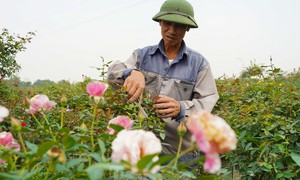 Người dân vùng trồng hoa Mê Linh tất bật vào vụ Tết Nguyên đán