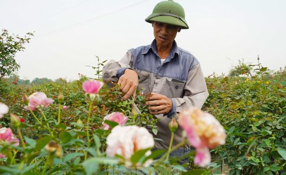 Người dân vùng trồng hoa Mê Linh tất bật vào vụ Tết Nguyên đán