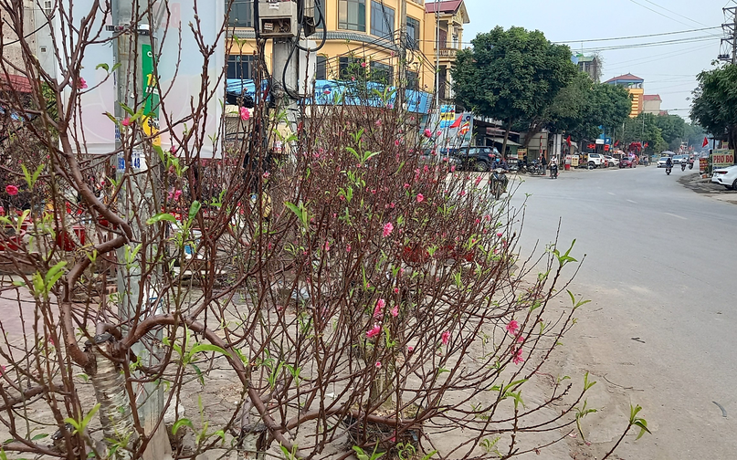 Hoa đào, mai, quất cảnh bonsai Mê Linh khoe sắc cùng mùa xuân mới phục vụ nhân dân và khách thập phương trang trí tết Nhâm dần 2022