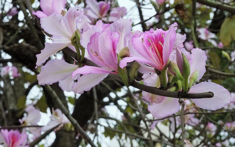 Hoa Ban thường được gọi với cái tên dân dã là cây móng giò. Hoa Ban trong tiếng Thái có nghĩa là loài hoa ngọt ngào.