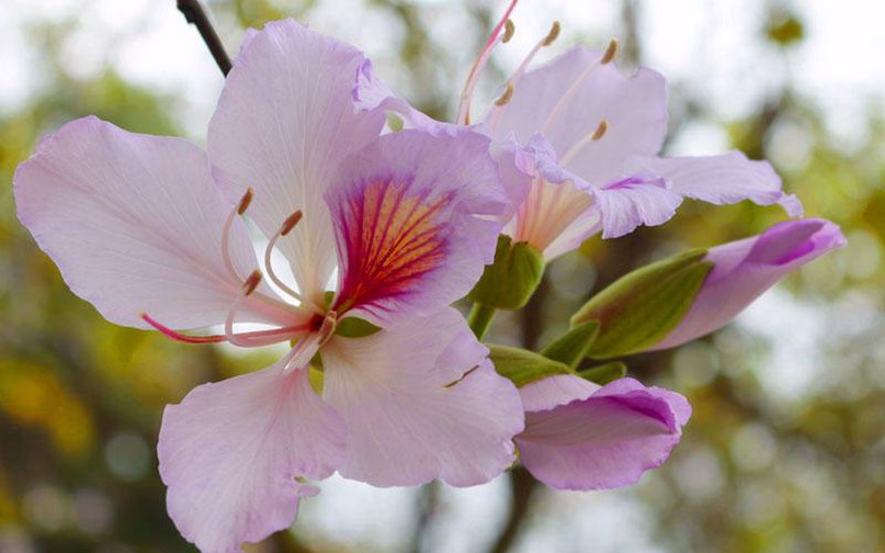 Hoa Ban có mùi thơm dịu dàng và vị ngọt nhẹ. Hoa có 4-5 cánh, nhụy màu hồng.