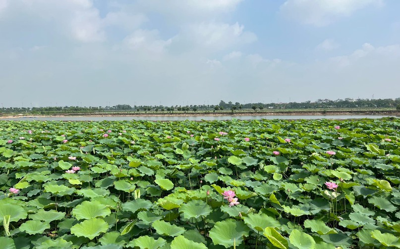 Những ngày tháng 6, cánh đồng sen Mê Linh (thuộc xã Mê Linh và xã Đại Thịnh, huyện Mê Linh, Hà Nội) ngập tràn hương sắc của hàng triệu đóa sen đang vào mùa nở rộ.