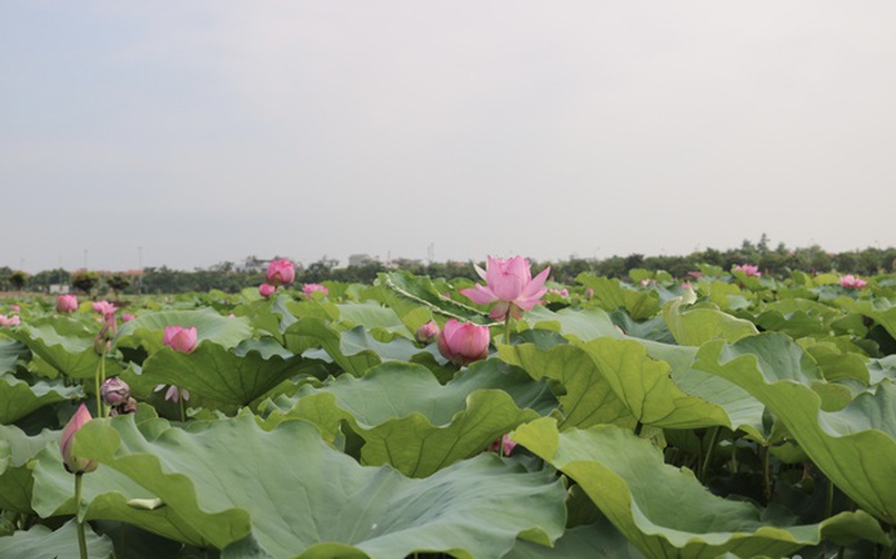 Dạo bước giữa cánh đồng sen rực rỡ, hít hà không khí tinh khiết buổi sớm mai và hòa mình giữa thiên nhiên tươi đẹp là trải nghiệm mà bất cứ ai cũng đều sẽ mê đắm khi đến với Mê Linh.