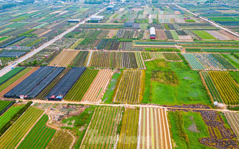 Để chuẩn bị cho Tết Nguyên đán 2025, những ngày này, nhiều chủ vườn tại huyện Mê Linh (Hà Nội) đã tất bật ra vườn chăm sóc hoa và chuẩn bị các mẫu mã để cung ứng cho thị trường.