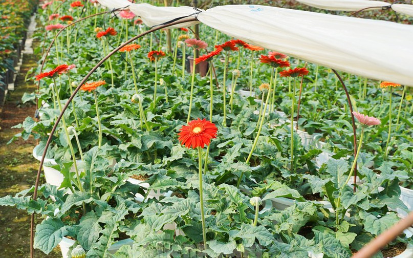 Người nông dân đang ngày đêm chăm sóc hoa