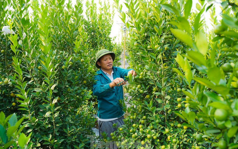 Bên cạnh chuyên canh hoa thời vụ, người dân nơi đây còn trồng nhiều loại cây phục vụ cho Tết như quất, đào và bưởi.