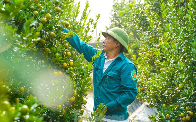 Nhiều lô quất cảnh đã được người dân đặt cọc, chỉ chờ Tết mang về chơi.