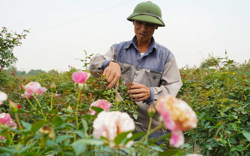 Hoa hồng được người dân nơi đây trồng quanh năm do nhu cầu trang trí và biếu tặng trong các ngày lễ của năm.